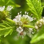 Lycopus europaeus Flower