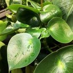 Peperomia polybotrya Blatt