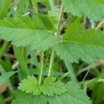 Erodium moschatumFolha