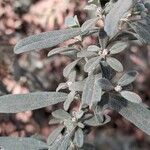 Olearia phlogopappa برگ