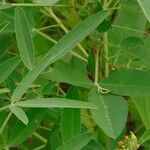 Crotalaria goreensis Foglia