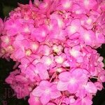 Hydrangea macrophyllaFloare