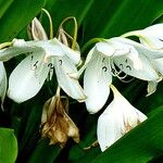 Crinum jagus फूल