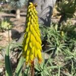 Aloe striatula Fleur