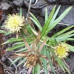 Carlina salicifolia Цветок