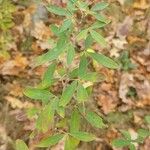 Chamaecytisus ruthenicus Leaf