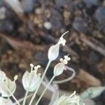 Allium oporinanthum