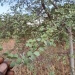 Bauhinia rufescens Leaf