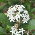 Acokanthera oblongifolia Virág