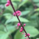 Persicaria virginiana Blüte