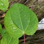 Cercidiphyllum japonicum 葉