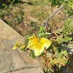 Oenothera elata Çiçek
