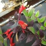 Aeschynanthus parviflorus 花