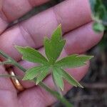 Delphinium staphisagria Blatt