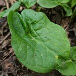 Arum cylindraceum Deilen