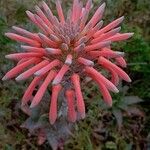 Aloe maculata Flower