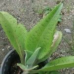 Kalanchoe gastonis-bonnieri Levél