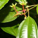 Miconia lateriflora Leaf