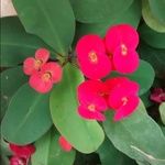 Euphorbia milii Floare