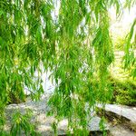 Salix babylonica Hoja