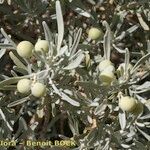 Cneorum pulverulentum Other
