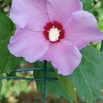 Hibiscus syriacusFlower