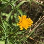 Inula salicina 花