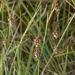 Carex magellanica Altro