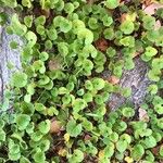 Dichondra carolinensis Feuille