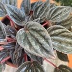 Peperomia albovittata Leaf