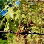 Quercus ilicifolia