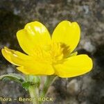 Ranunculus spicatus Cvet