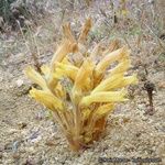 Orobanche fasciculata Flor