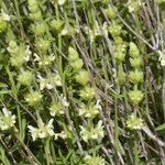 Sideritis arborescens عادت