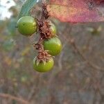 Bridelia stipularis Fruit