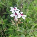 Otomeria oculata 花