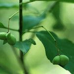 Euonymus atropurpureus Fruit