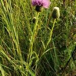 Cirsium altissimum Цветок