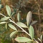 Chamaecytisus ruthenicus Leaf