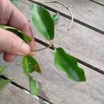 Niedenzuella acutifolia Leaf