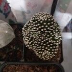 Mammillaria luethyi Hoja