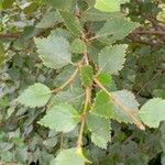 Betula humilis Лист