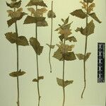 Eriophyton nepalense Otro