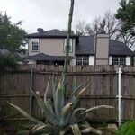 Agave havardiana 叶