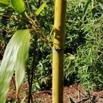 Phyllostachys violascens बार्क (छाल)