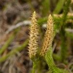 Lycopodiella cernua Fruit