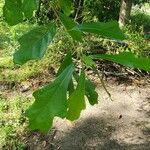 Quercus nigra Leaf