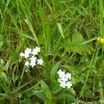 Myosotis scorpioidesപുഷ്പം