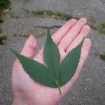 Acer mandshuricum Leaf