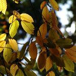 Fagus grandifolia Feuille